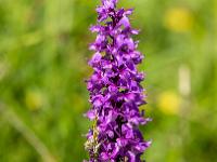 Prachtvolle Blüte des Stattlichen Knabenkrauts